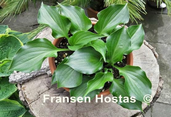 Hosta Mighty Mite